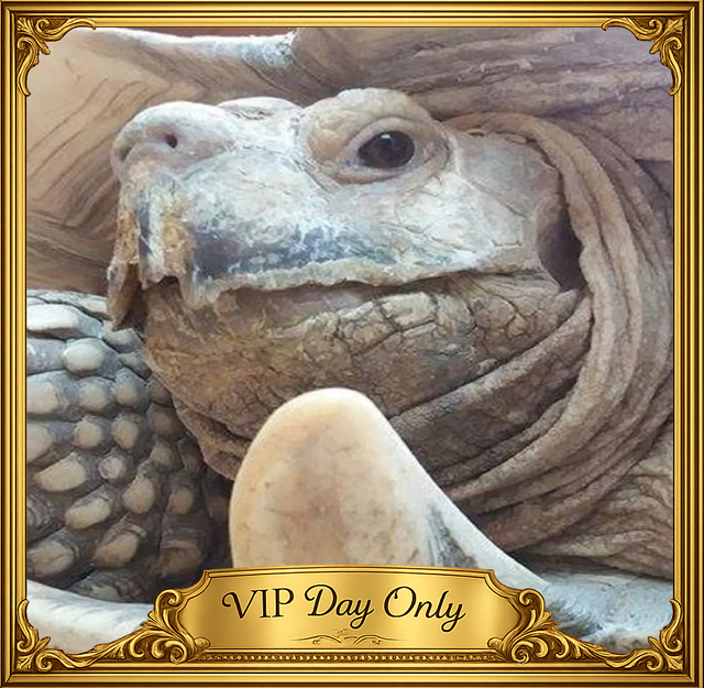 Delilah, Samson and Hardy, the Animalarium’s giant tortoises