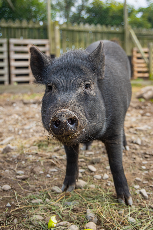 Otis and Truffle during a pig-feeding experience at the Animalarium
