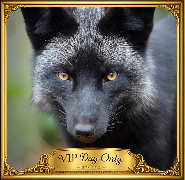 Blu and Lily, the Animalarium’s silver foxes