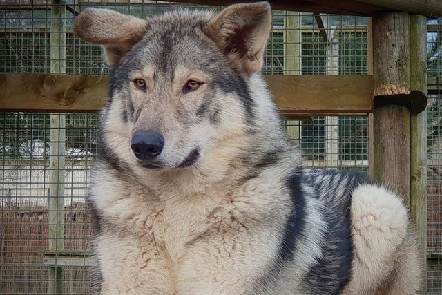 Cosmo and Zeus, the Animalarium’s wolf-dogs